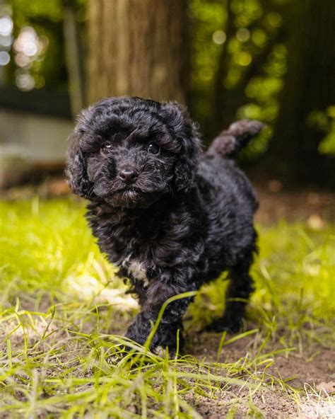cheap puppies for sale bay area